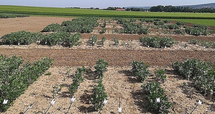    Фото: Конским бобам хотят повысить зимостойкость и повысить урожайность: альтернатива сое