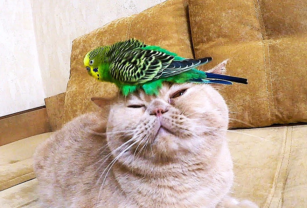 Возможно, это нравится им обоим