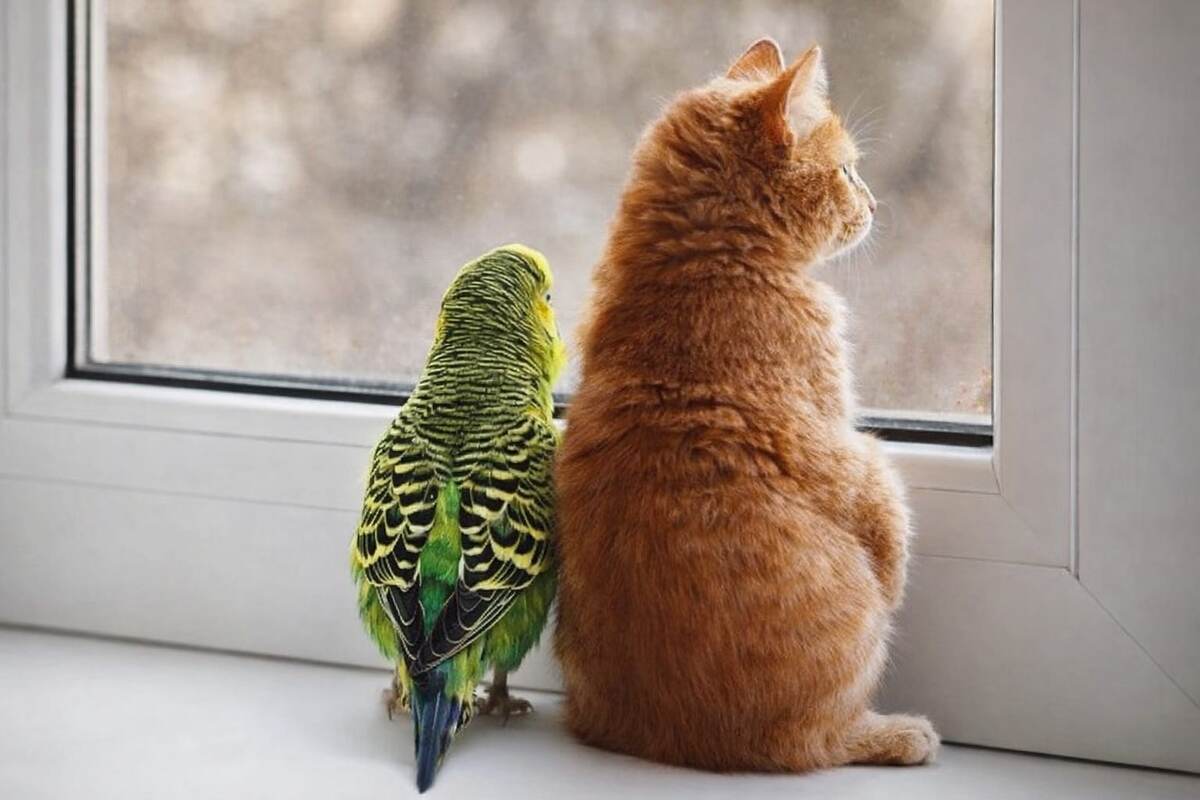 Милая парочка