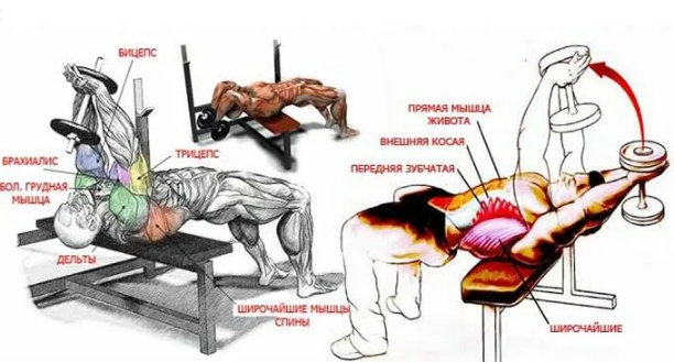 Тайный враг широкой спины: Почему вы до сих пор не делаете это упражнение для больших круглых мышц.