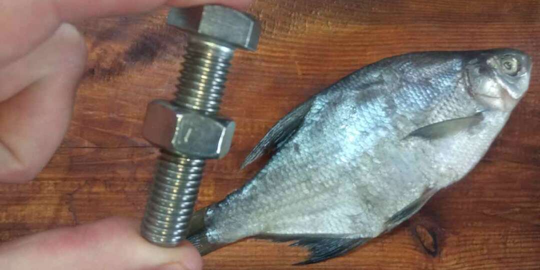 Расскажу для чего знакомый рыбак засовывает болт с гайкой в пойманную рыбу и мне советует