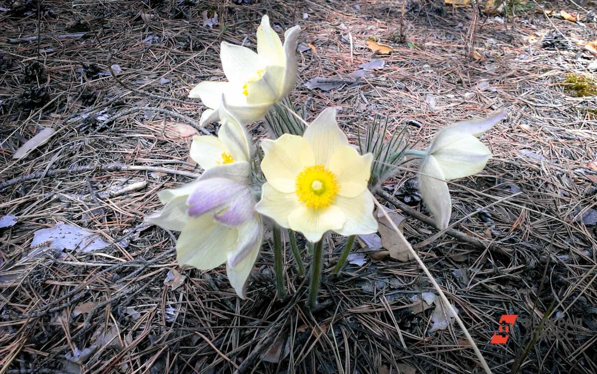 Любители первоцветов могут заплатить крупные штрафы.  Фото: ФедералПресс / Дарья Сеймовская