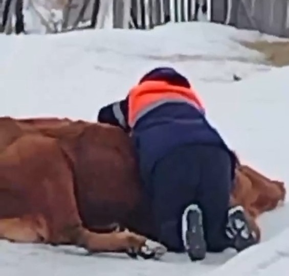 Возможно, это диверсия: появилась версия фальсификации причин тотального уничтожения коров в частных подворьях