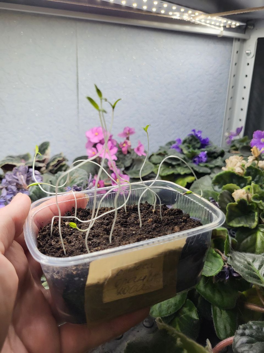 Забытая рассада томатов. Проклюнулась на 3 сутки, увидела через 5 дней