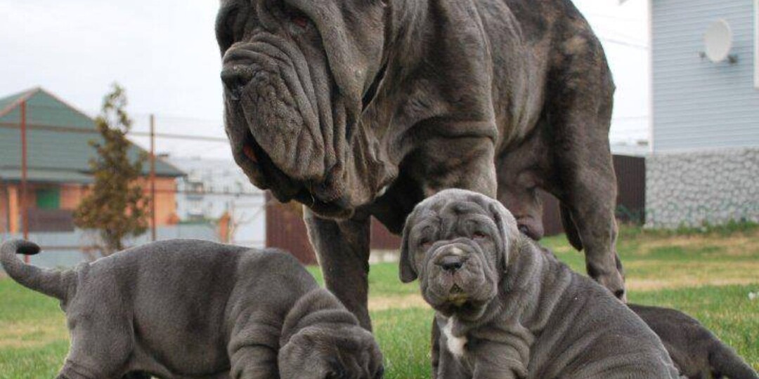 Топ-7 самых гигантских пород собак в мире?