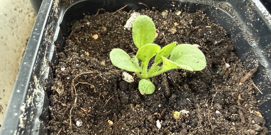 Рассада петунии: когда и как пикировать