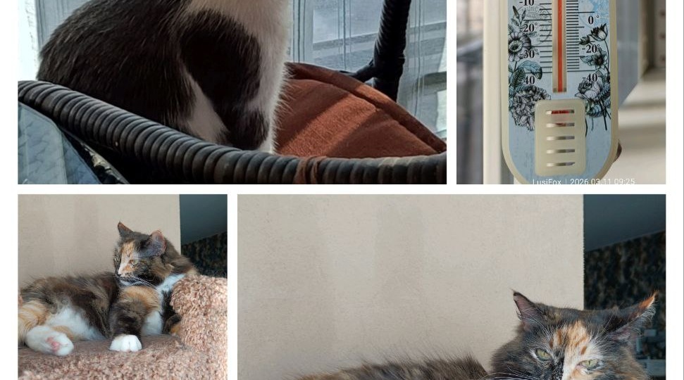 11 марта 2026 года