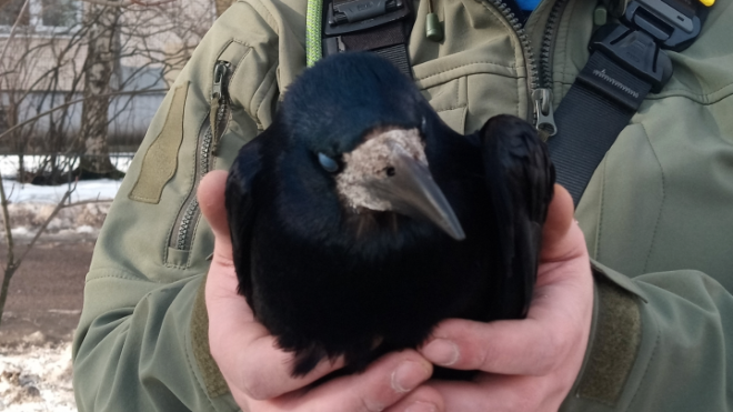 Фото: Кошкиспас