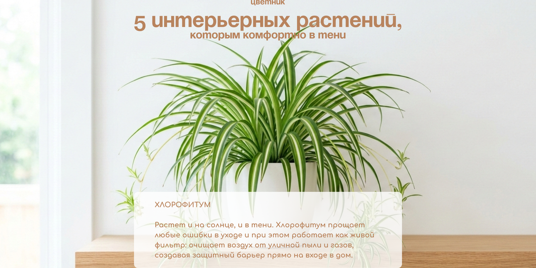 Жизнь в тени: 5 комнатных растений, которым не нужно солнце
