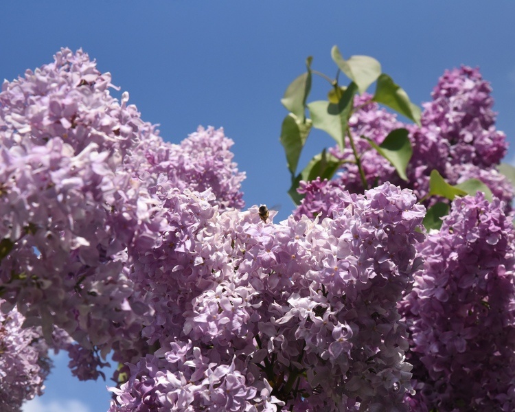     В Курске планируют высадить кусты сирени
