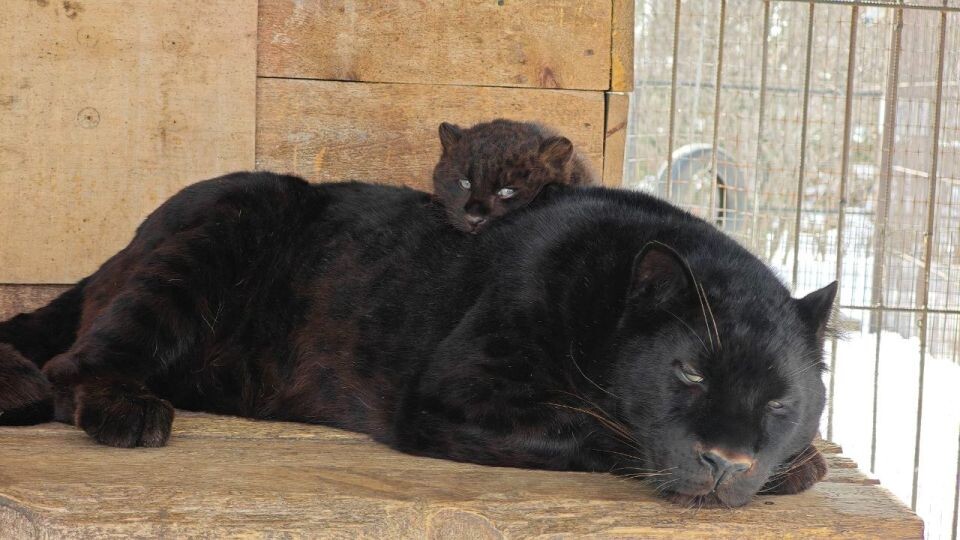    Леопард Маврик с сыном. Источник: vk.com/zoo_22