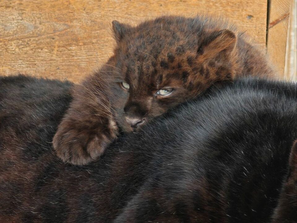    Леопард Маврик с сыном. Источник: vk.com/zoo_22