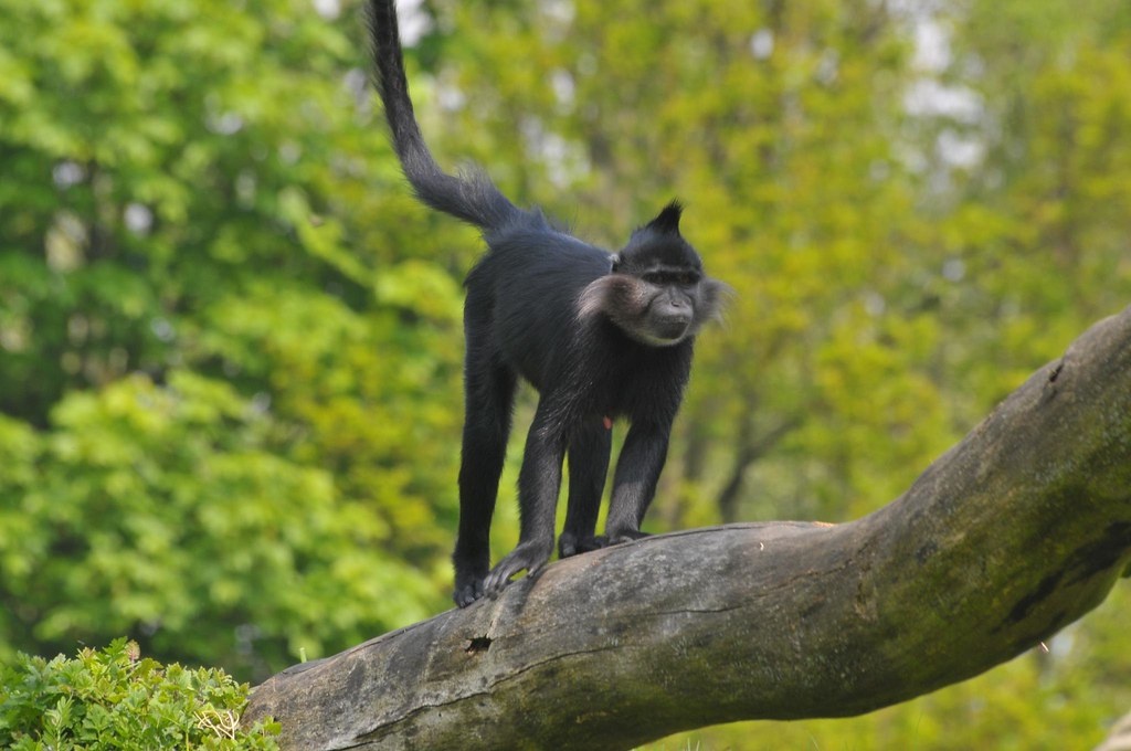 Мастер акробатики в своей естественной стихии.