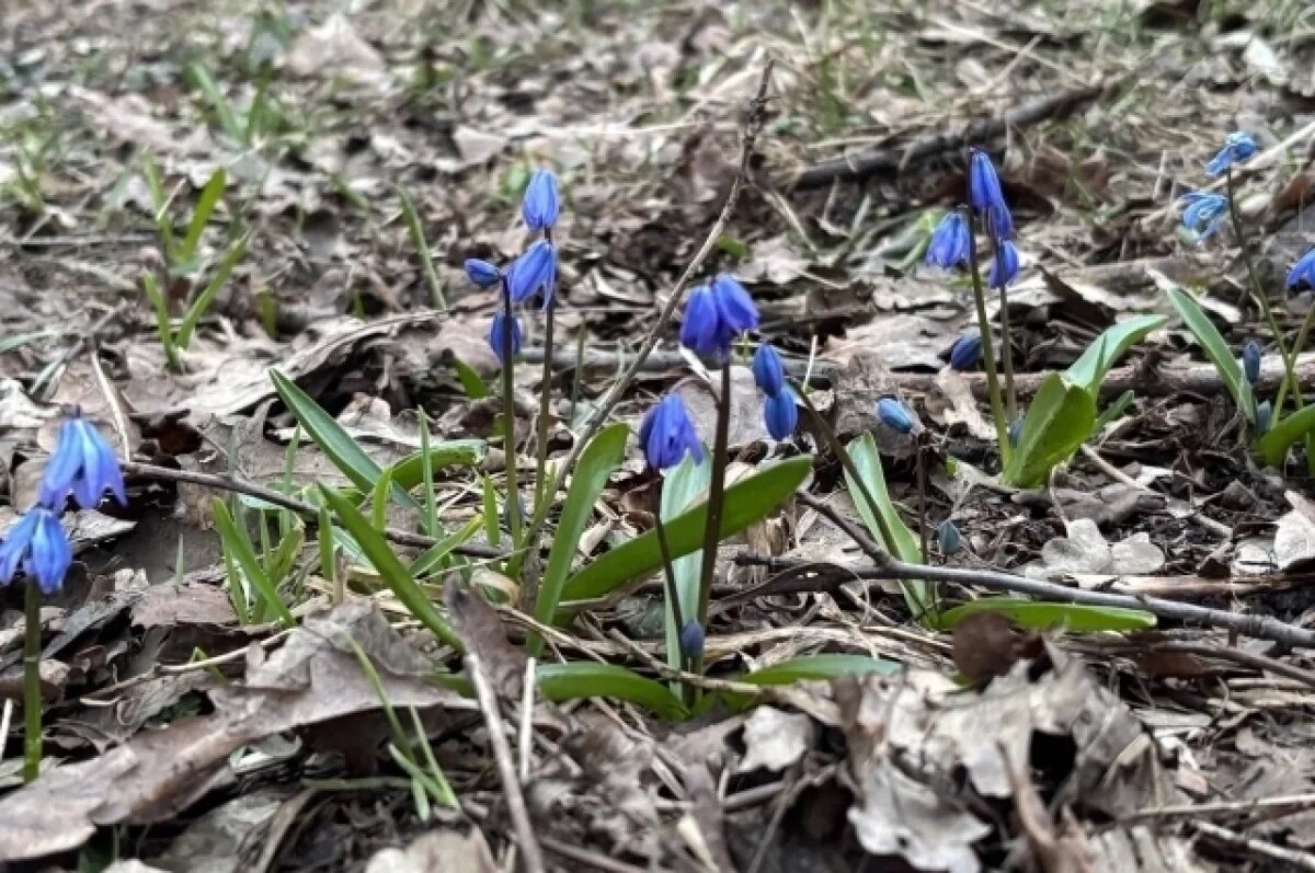    Кузбассовцам, которые сорвут первые подснежники, грозят штрафы