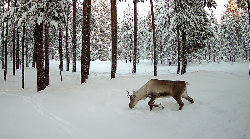   SEELOCK Журнал Регион