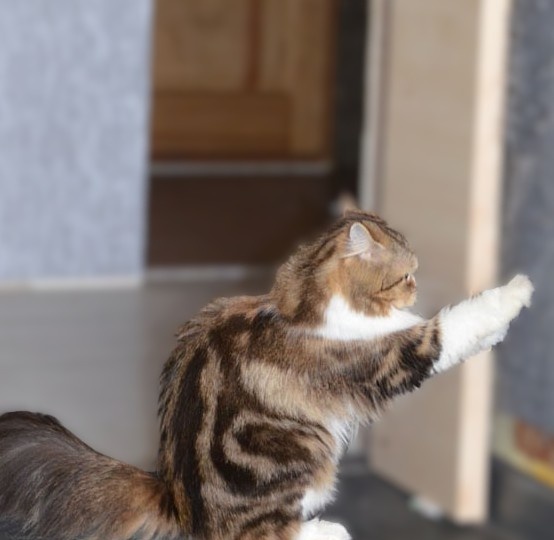 🐾 Когтеточка для кошки: зачем она нужна и как правильно выбрать