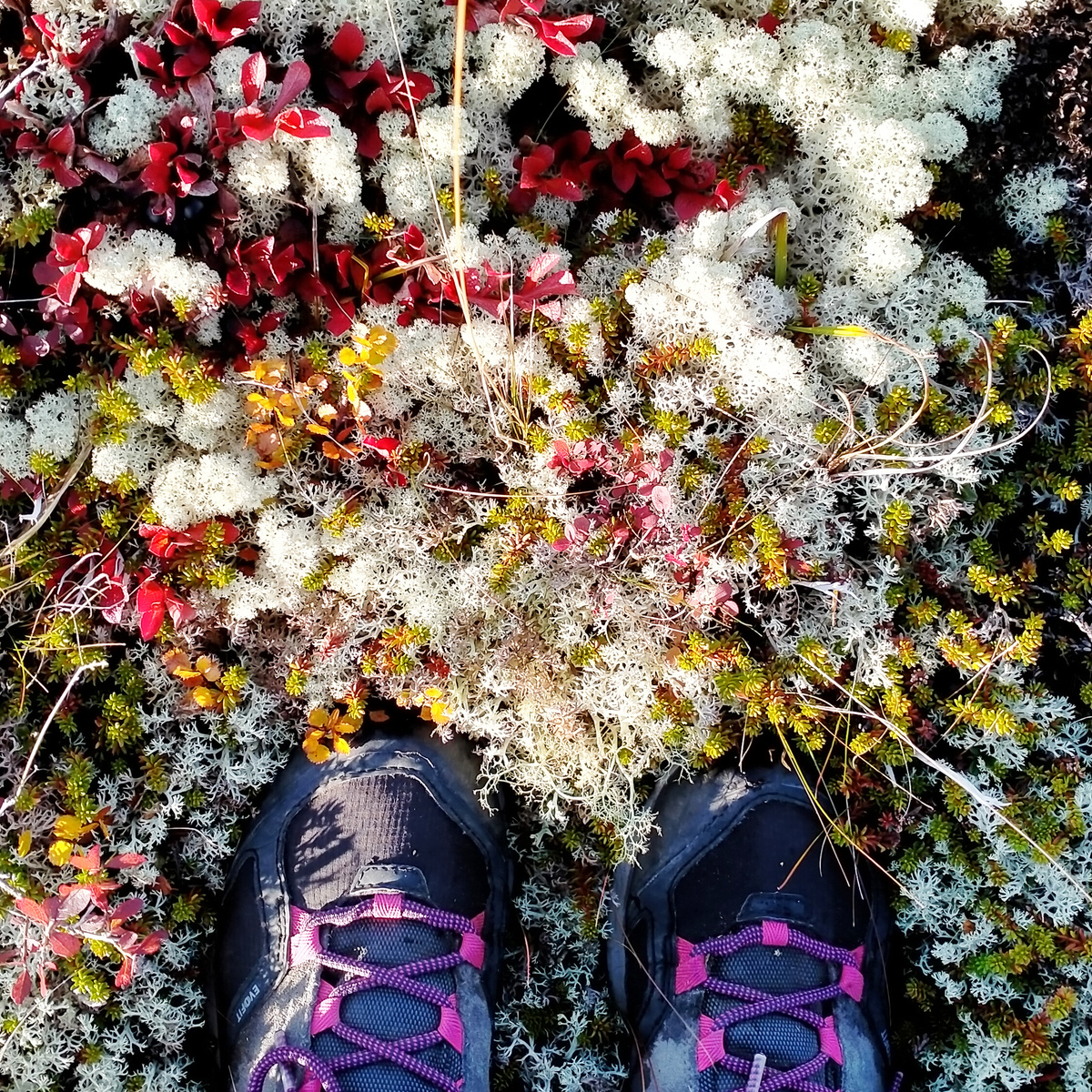 И вот, представьте, гуляем мы по Лапландскому заповеднику, а там целые картины под ногами.