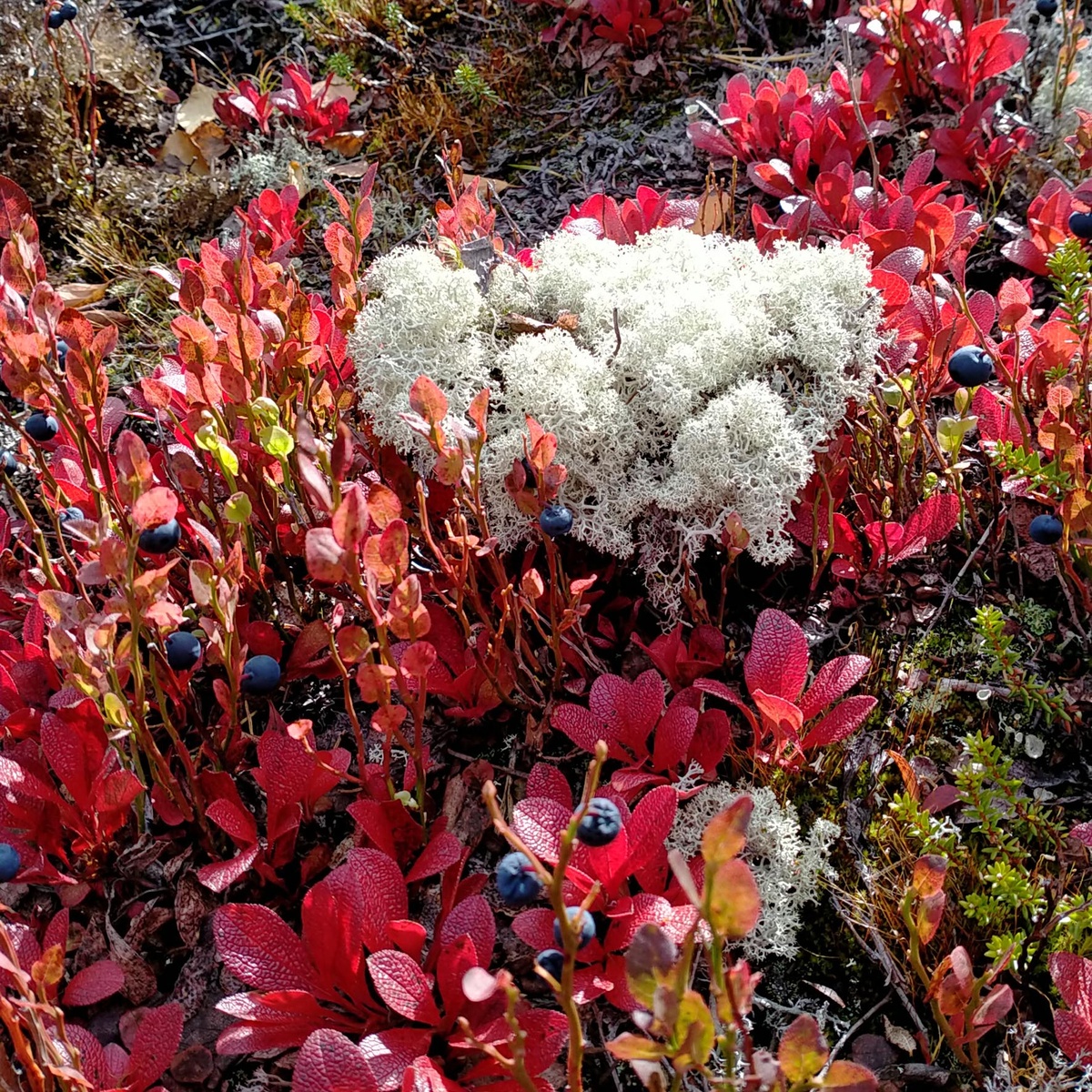 Художники с Альдераана даже выращивали картины из мхов разных цветов. 