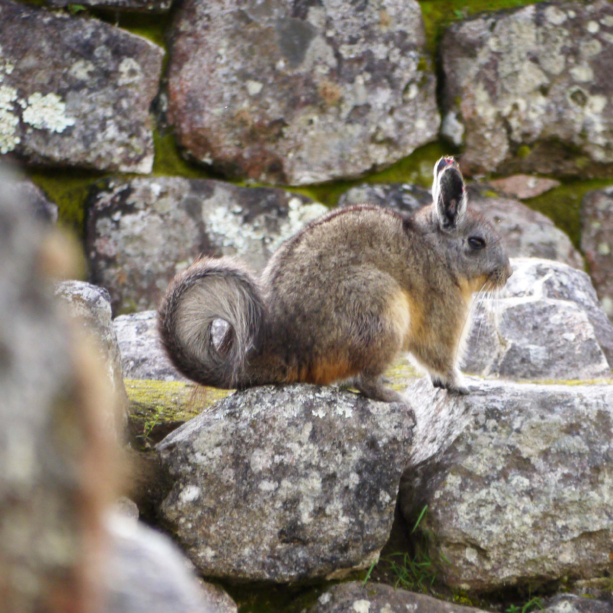 Вискачи (вискаши) - род крупных грызунов семейства шиншилловых. Фото автора, сделано в древнем городе инков Мачу-Пикчу на высоте 2400 метров над уровнем моря.