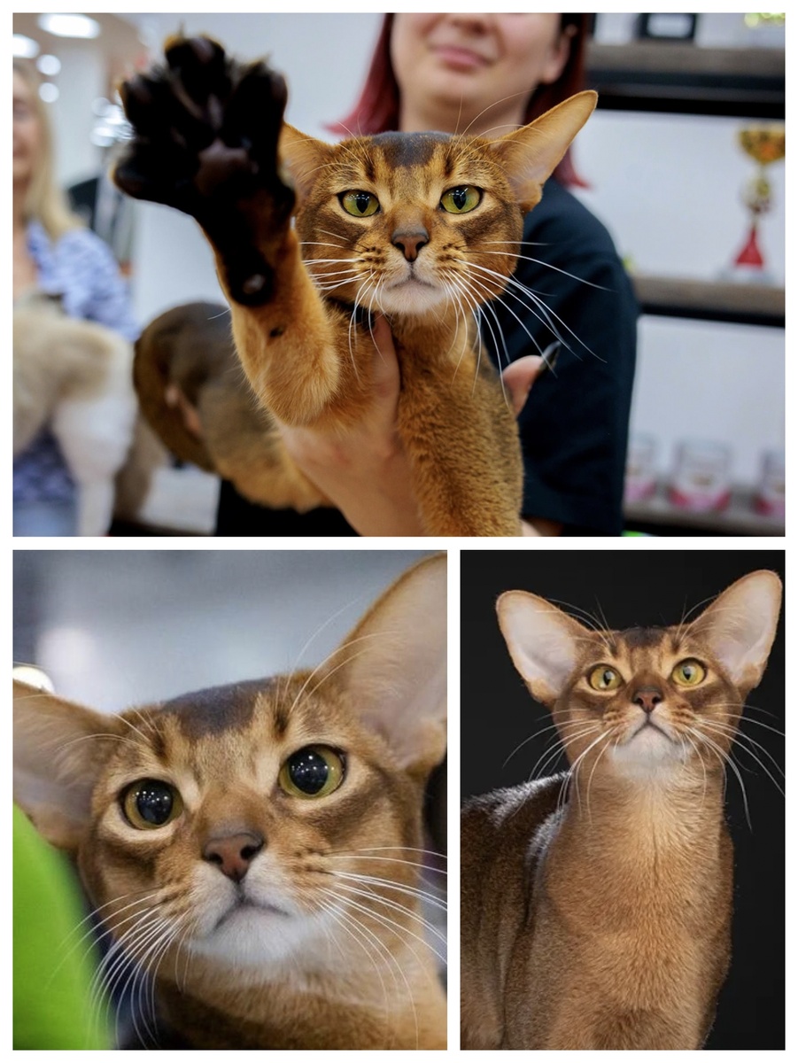 Фото взяты в Яндекс картинках