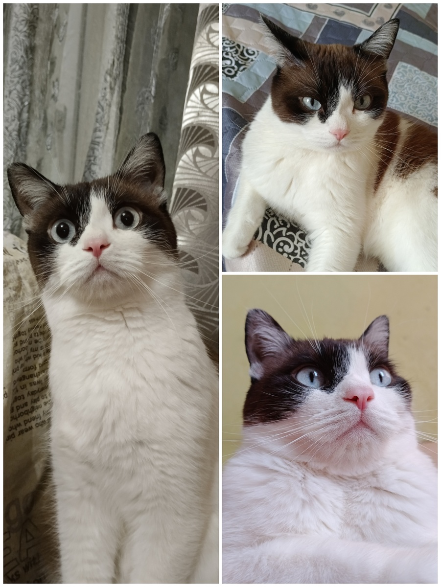 Ну хоть сейчас на конкурс 😸