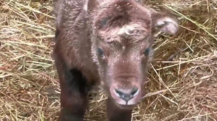 Иллюстрация: ростовский зоопарк