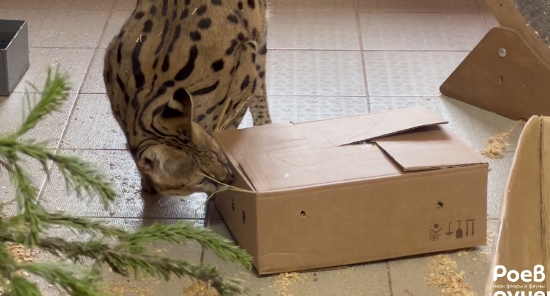     Красноярцам показали забавные игры сервала с картонной коробкой