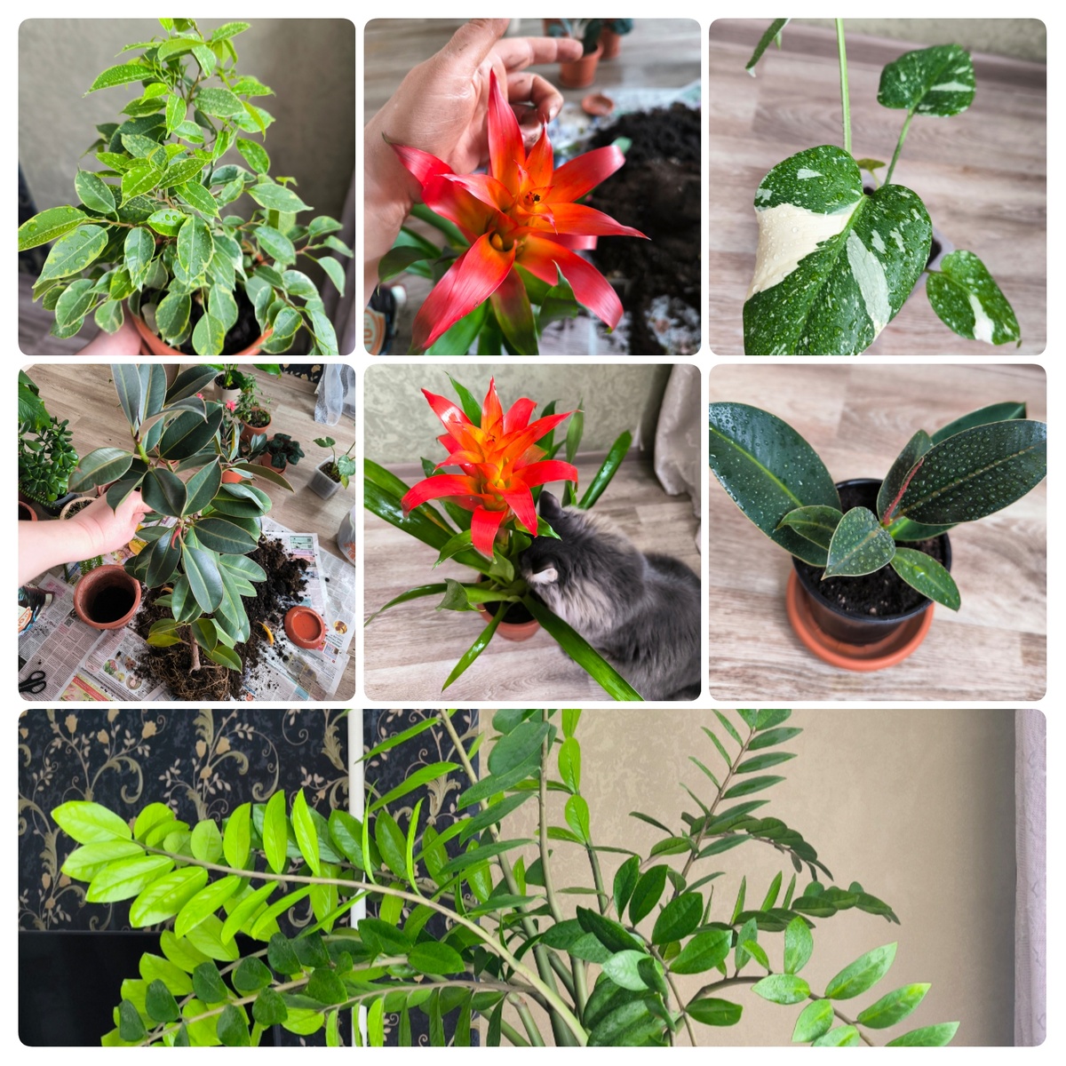 Все коллажи и фото в статье авторские. А также цветы и кот... 