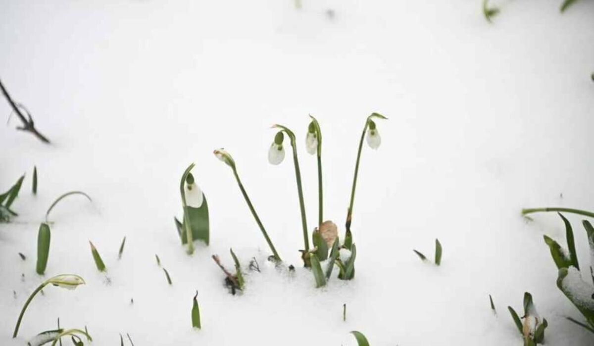     Подснежники. Источник: nsk.kp.ru Автор фото: Иван Макеев