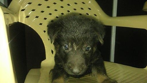 Рексу месяц