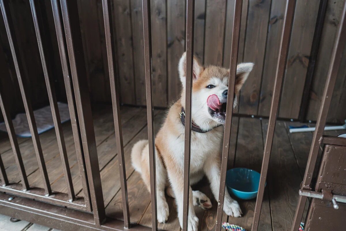 Довольный питомец