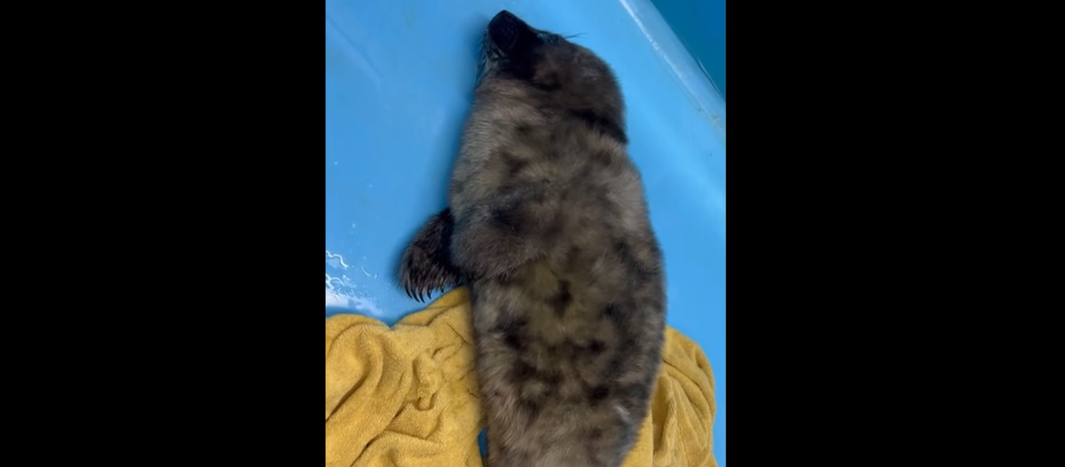     Фонд друзей балтийской нерпы / VK