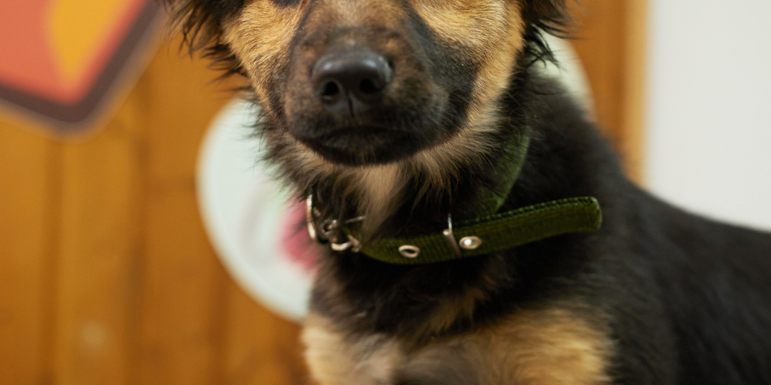 Последняя из коробки. Келли — единственная, кто ещё не познал домашнего счастья.