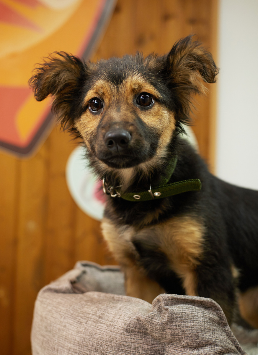 Наша милая Келли — последняя из той самой коробки, кто до сих пор не познал домашнего счастья.