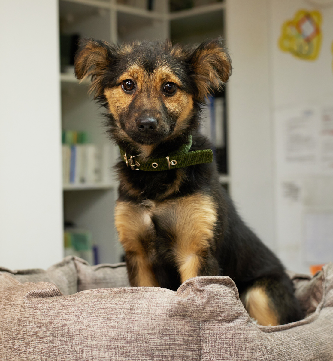 Всем сердцем заслуживает своего человека и тёплый дом! 