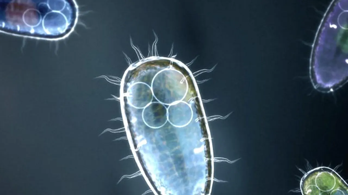 одноклеточный организм