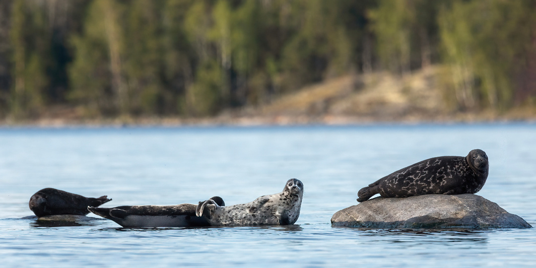 Ладожская нерпа: как увидеть редкого обитателя Ладоги и не навредить природе