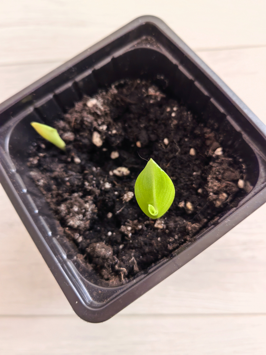 При этом способе канны взошли на десятый день