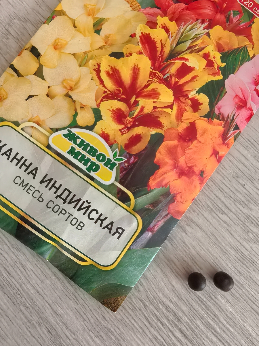 Семена канны очень твёрдые и для, прорастания нуждаются в скарификации