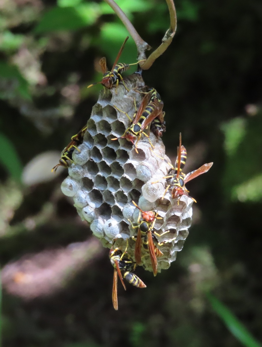 Осы  Polistes  versicolor  на  гнезде