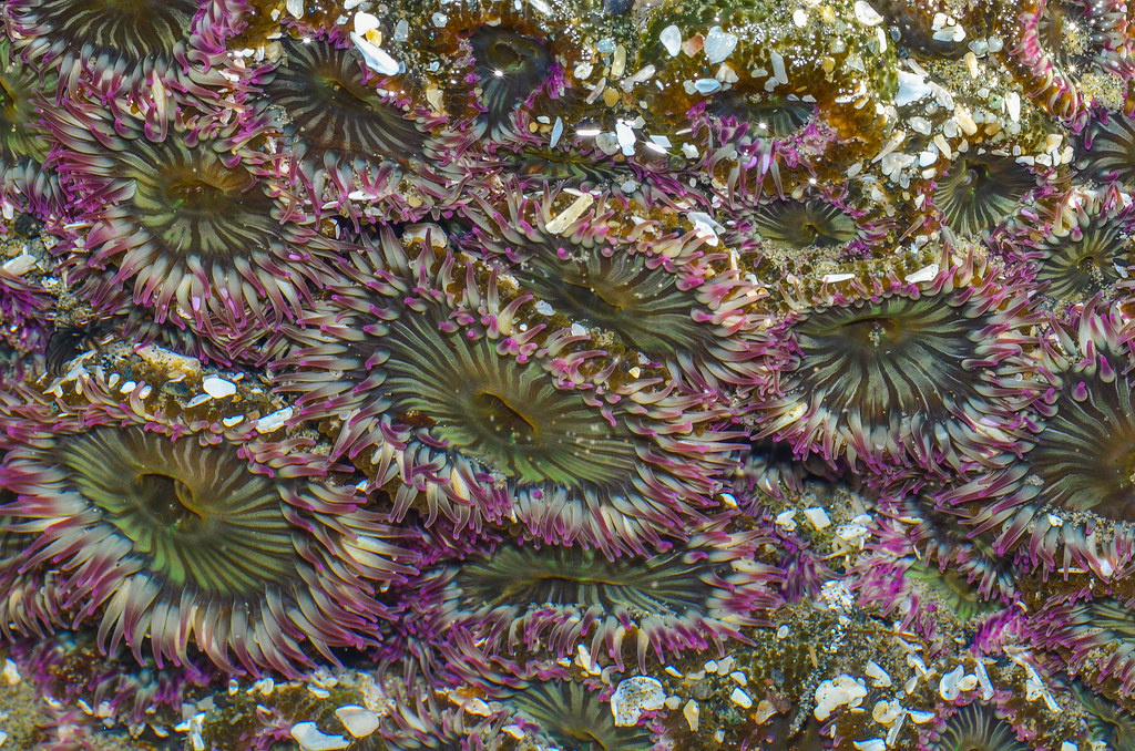 Колония  морских  анемонов  Anthopleura  elegantissima  