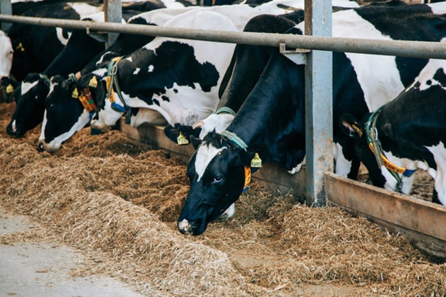 СКР начал проверку из-за жалоб на массовое изъятие скота в Новосибирской области