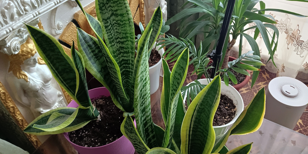 Поднять иммунитет цветов излечить от стресса