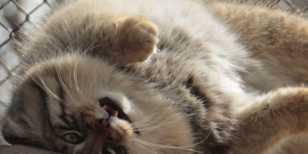 Наслаждайтесь расслабляющими сценами манула по кличке Лотос из Детского зоопарка природы префектуры Сайтама