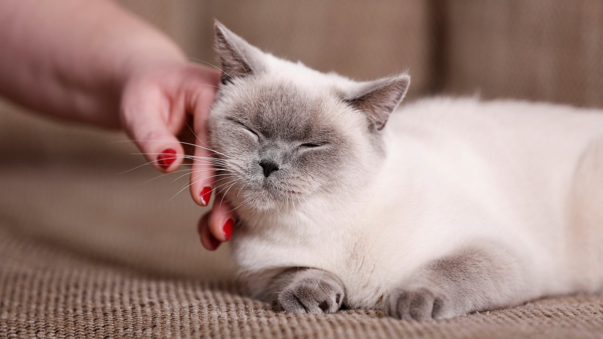    Терапия с участием кошек набирает популярность в испанских центрах психосоциальной помощи