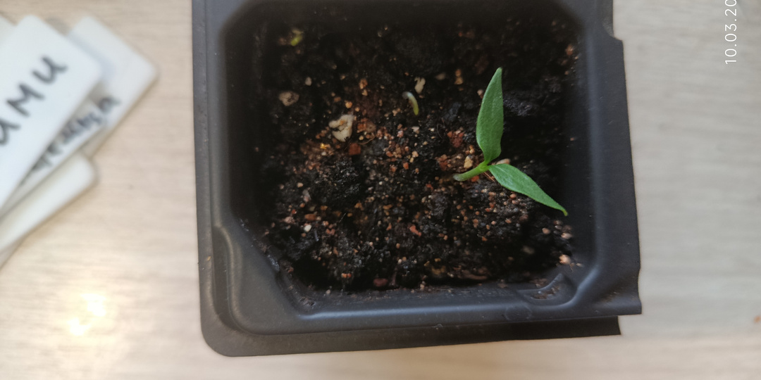 Первый раз "пикировала" петельки всходов