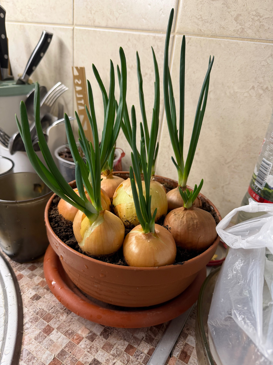 Это зелёный лук, выращенный за 5 дней 