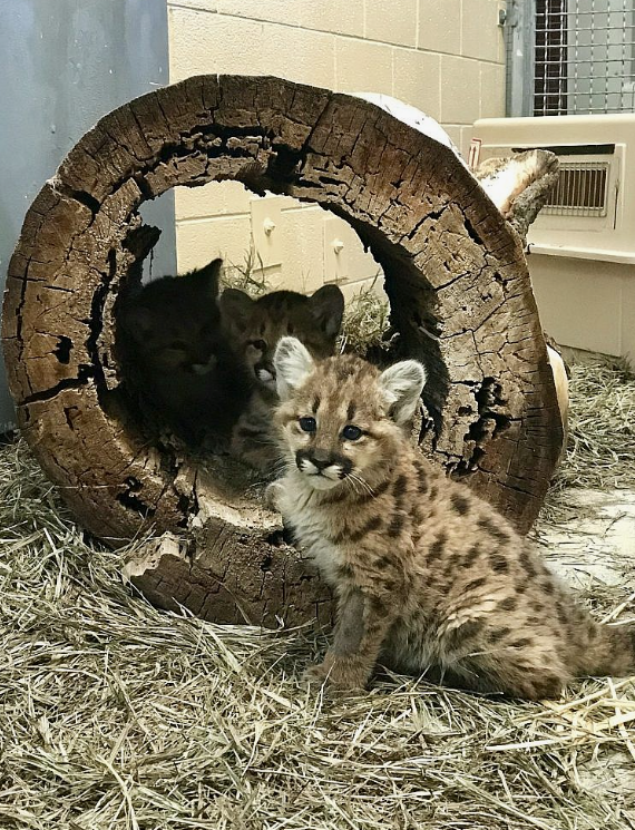 Детеныши пумы довольно милые и похожи на домашних кошек. Такие живут в Иерусалимском зоопарке в Израиле