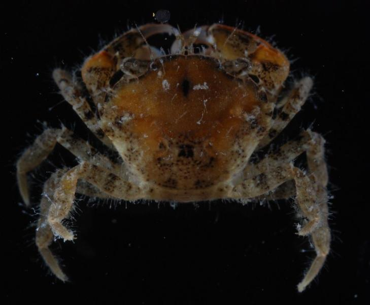 Фото: Национальная информационная система по экзотическим эстуарным и морским видам