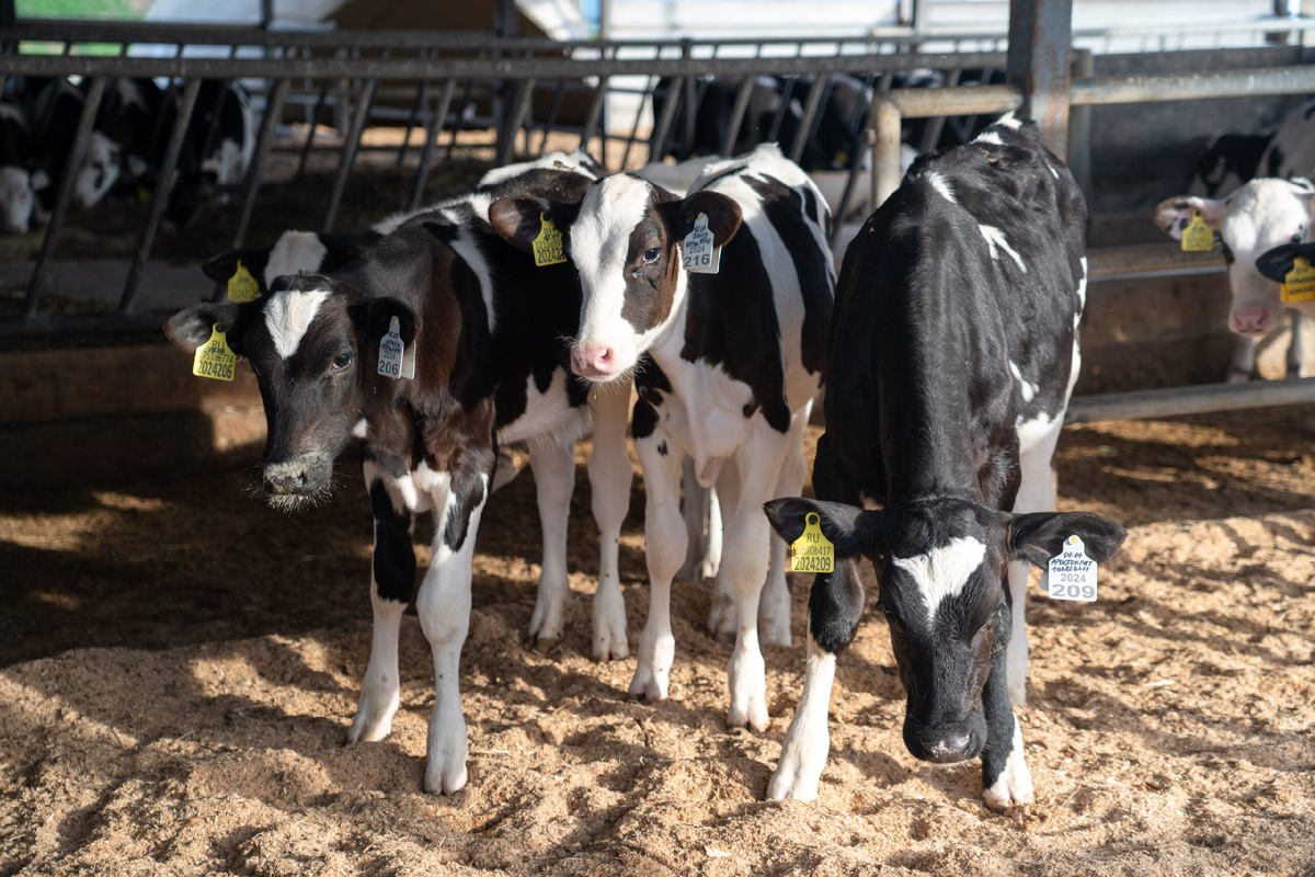Эмбриональные потери у коров: почему стадо недополучает телят. Фото: Александр Плонский / «ВиЖ».
